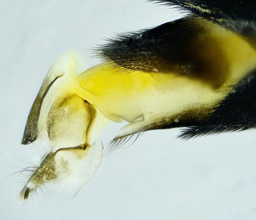 Mordellistena sp.